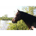 Hackamore taille cheval