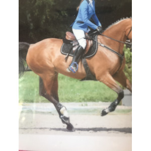 Veste concours Kingsland