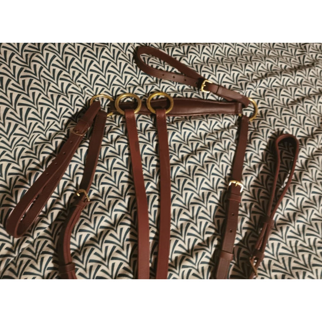 Collier de chasse avec sa martingale