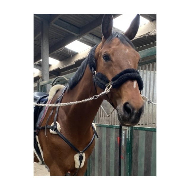 collier de chasse 5 points d'attaches