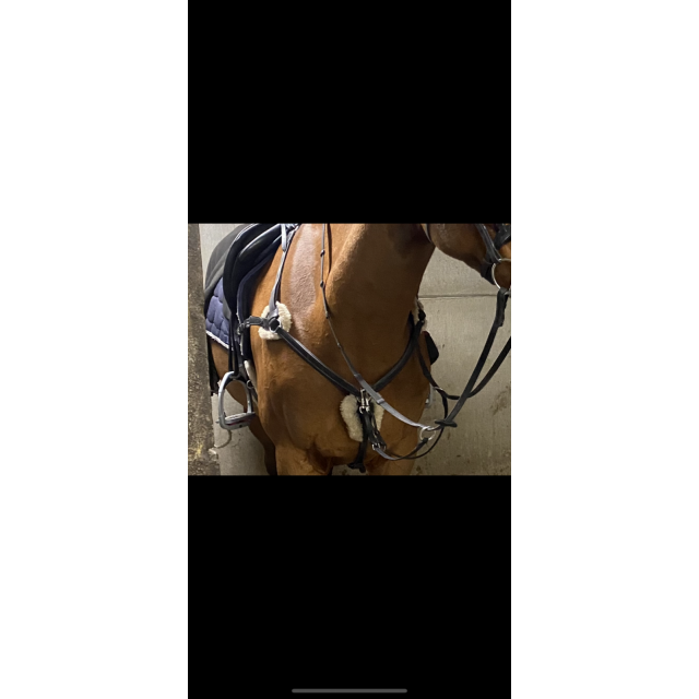 collier de chasse 5 points d'attaches