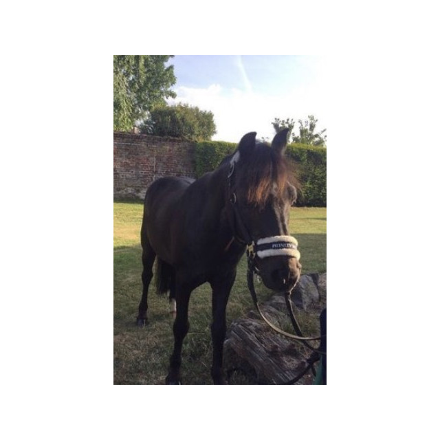 licol mouton