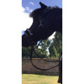 licol mouton