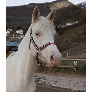 Licol rose/bleu marine/blanc