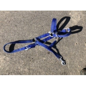 Licol bleu roi cob