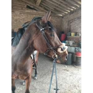 Bridon anatomique PS of Sweden muserolle high jump