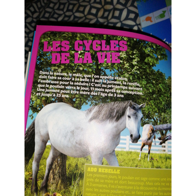 Jeux de société et divertissement.