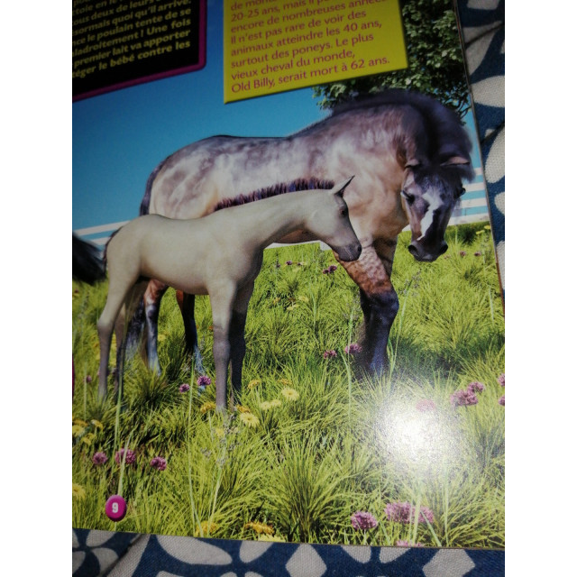 Jeux de société et divertissement.