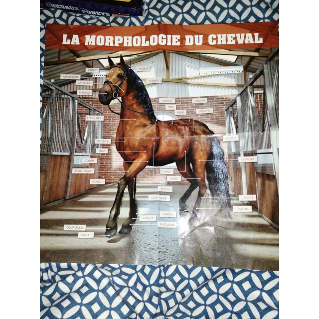 Jeux de société et divertissement.