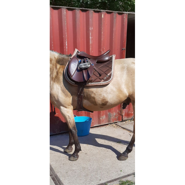 Selle bates brune 17"