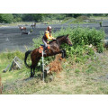 Amortisseur CSO mouton orange