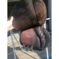 Selle stubben siegfried
