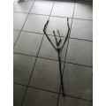 collier de chasse