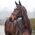 Bridon horze