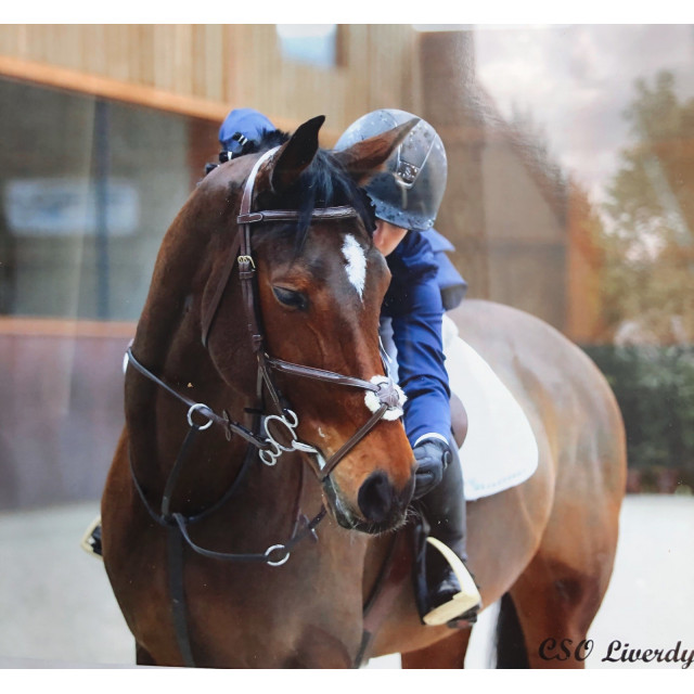 Filet marron Fouganza