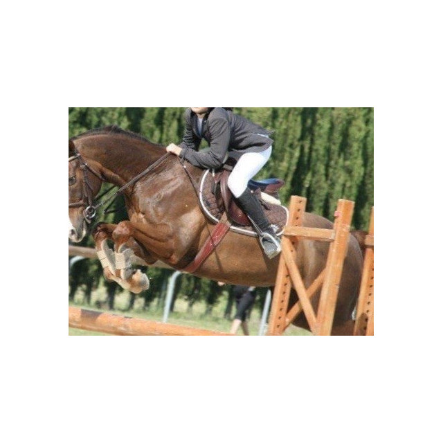 Veste de concour élégante