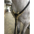 Bande de polo poney