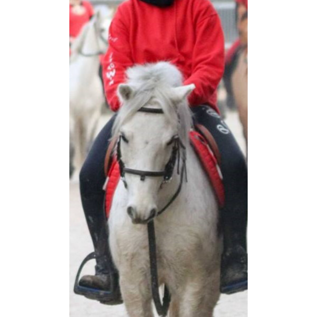 Filet muserolle combinée taille poney