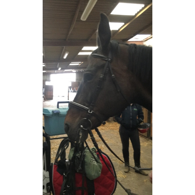 Bridons en cuir marron