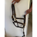 Licol en cuir