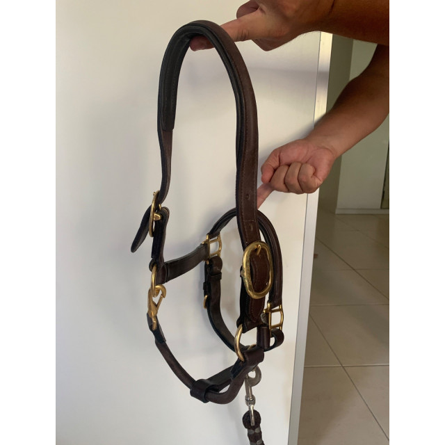 Licol en cuir