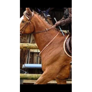 Martingale fixe Norton