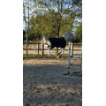 Couverture fouganza noire