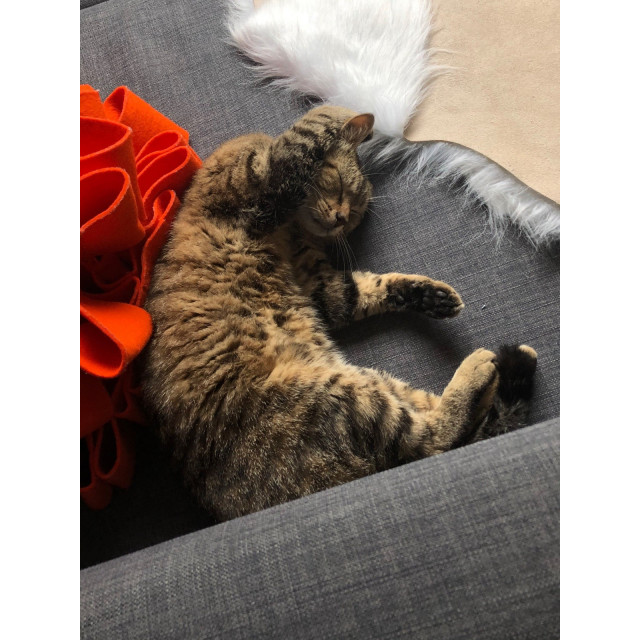 filet norton pro taille cob