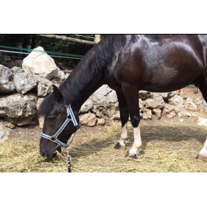 Licol Cob