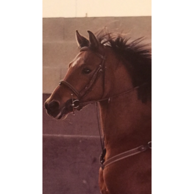 Filet et rênes Éric Thomas cob/cheval marron