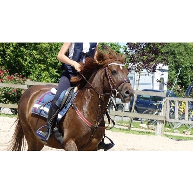 Collier de chasse martingale