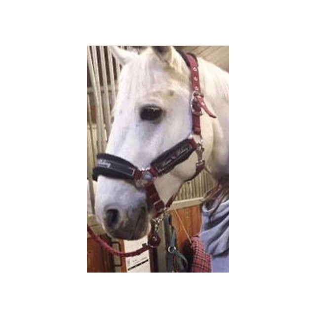 Licol bordeaux