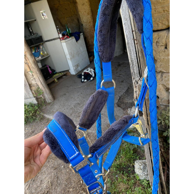 licol bleu roi taille poney