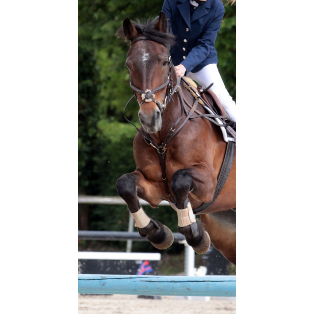 filet muserolle croisée  marron avec moumoute taille COB