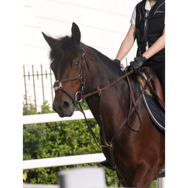 filet muserolle croisée  marron avec moumoute taille COB