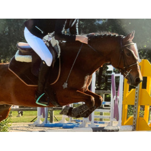 Ensemble tapis+bonnet paddock sport