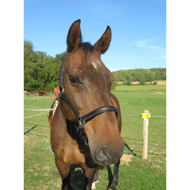 licol en cuir surpiqué et doublé Lami-Cell