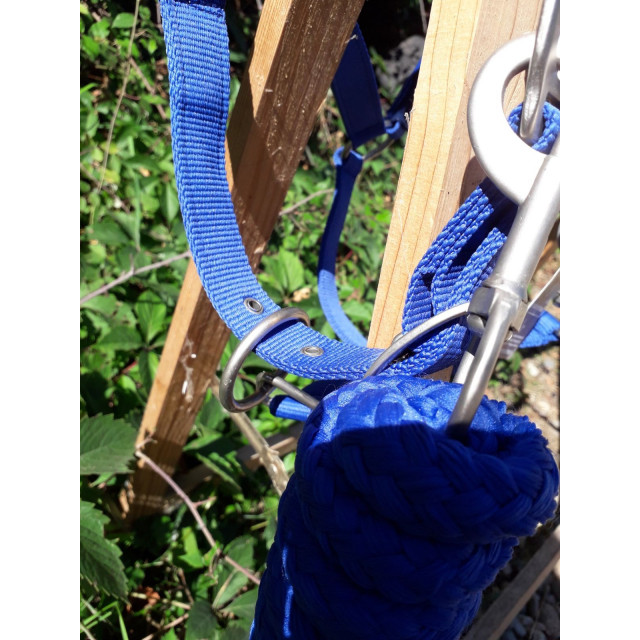 Licol bleu roi taille cob