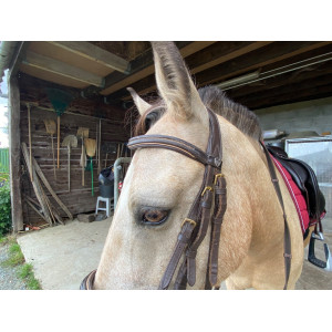 Bridon poney horze