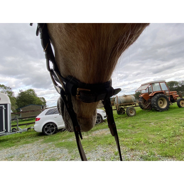 Bridon poney horze
