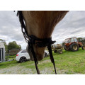 Bridon poney horze