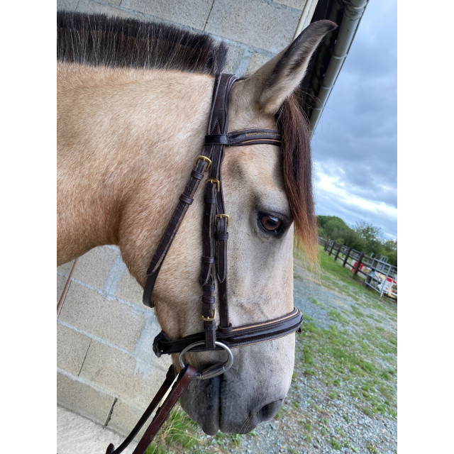 Bridon poney horze