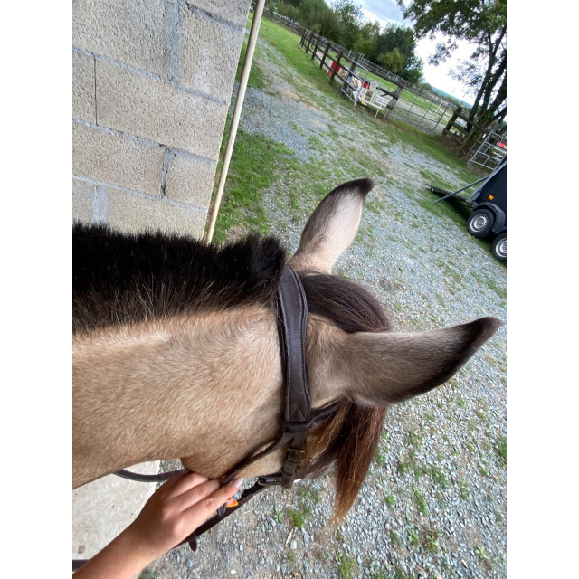 Bridon poney horze