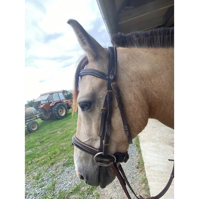 Bridon poney horze