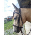 Bridon poney horze