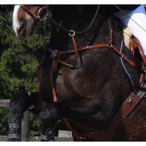 Collier de chasse EQUIPE