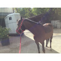Pack licol + longe équitation cheval et poney WINNER rouge