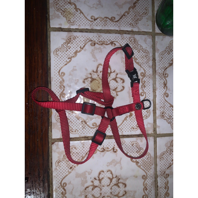 Collier chien