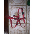 Collier chien