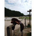 Selle Trainer's